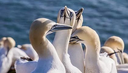 神雕侠侣古墓派加点,神雕侠侣古墓派用什么阵法