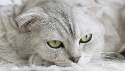 方舟生存进化多少钱,方舟生存进化多少钱steam正版价格